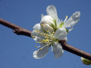 Close-up of white cherry blossoms against sky