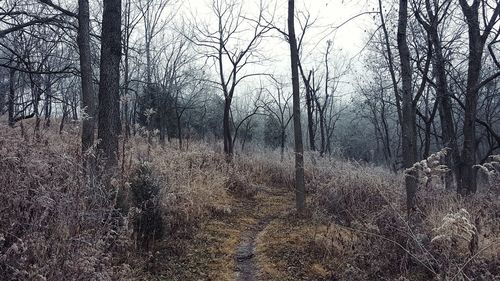 Full frame shot of trees against sky