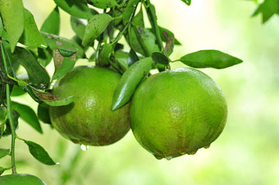 Close-up of fruit growing on tree