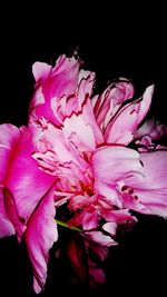 Close-up of pink rose flower against black background