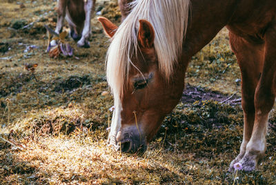 Horse standing on field