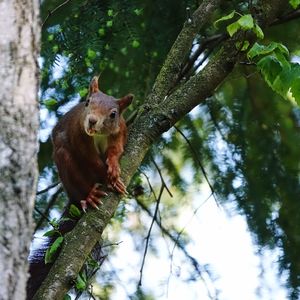 Low angle view of squirrel on tree