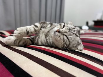 Close-up of cat resting on bed