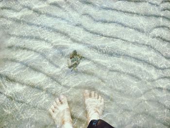 Low section of person standing in water