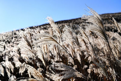 plant