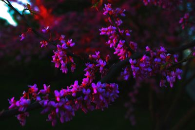 Close-up of pink flowers