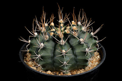 Close-up of succulent plant against black background