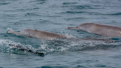 Dolphins in the waters of pemba channel at wasini