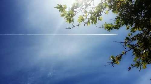 Low angle view of trees against blue sky