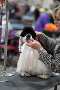 Close up of dog sitting on a grooming table with ears taped and human hands holding the head still