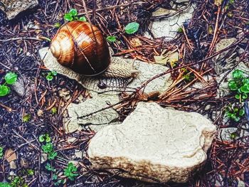 Close-up of snail on land