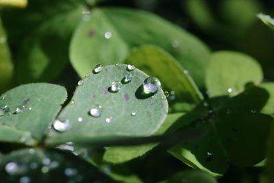 Close-up of raindrops on leaf