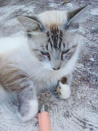 Close-up of cat