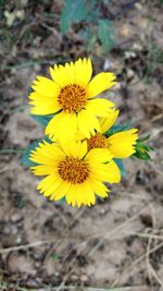 Close-up of yellow sunflower blooming outdoors