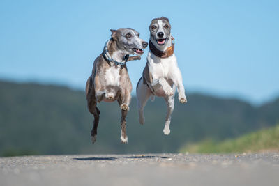 Dogs running on land