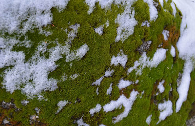 Full frame shot of tree trunk