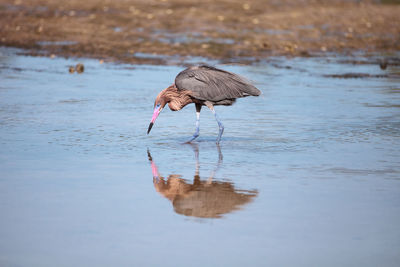 Bird on a lake