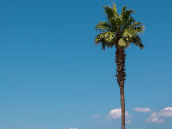 Low angle view of coconut palm tree against blue sky