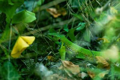 Close-up of lizard