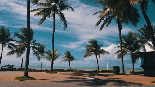 Palm trees by swimming pool against sky