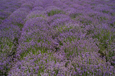 Full frame shot of purple flowering plants on field