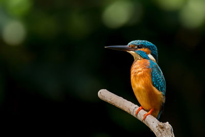 Close-up of bird perching outdoors