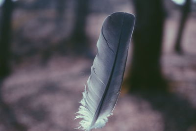 Close-up of feather on plant