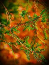 Close-up of leaves