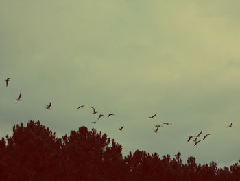 Low angle view of birds flying against sky