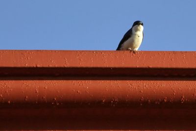 Close-up of bird perching on retaining wall against clear sky