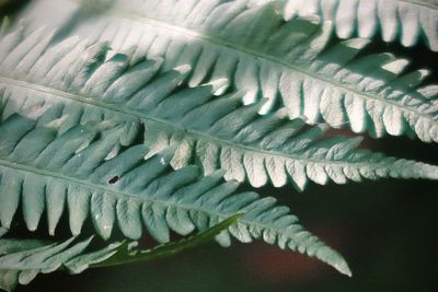 Close-up of fern leaves