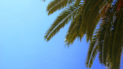 Low angle view of palm tree against clear blue sky