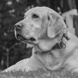 Close-up of dog looking away