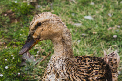 Close-up of a duck