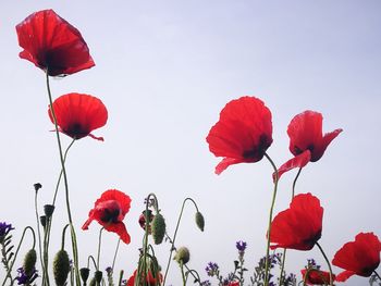 Close-up of red poppy flowers against sky