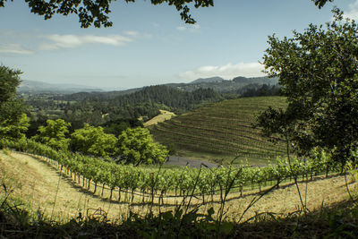 Scenic view of agricultural field against sky