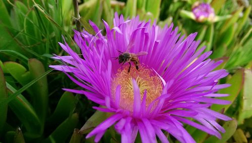 Close-up of bee pollinating on pink flower