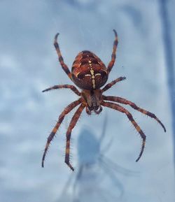 Close-up of spider