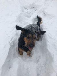 Dog on snow field