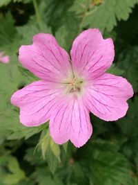 Close-up of pink flower blooming outdoors