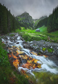 Scenic view of stream flowing amidst trees against sky