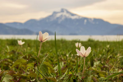 Close-up of crocus by lake against sky