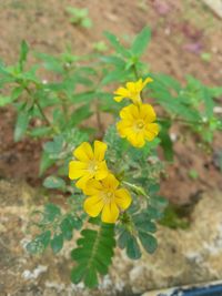 Close-up of yellow flowers