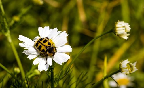 Close-up of insect on white flower