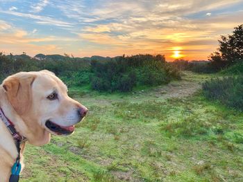 Dog on field during sunset