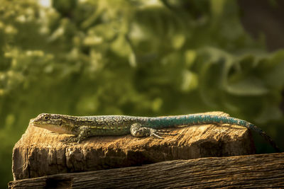 Close-up of lizard on log