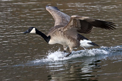 Birds flying over lake