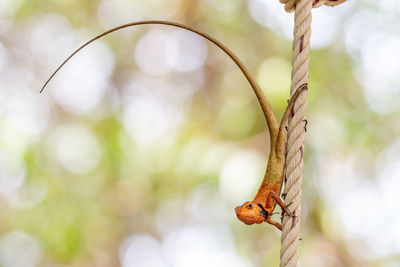 Close-up of insect on plant