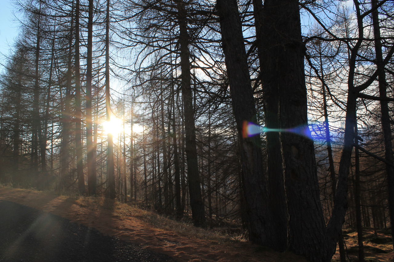 SUN SHINING THROUGH TREES IN FOREST