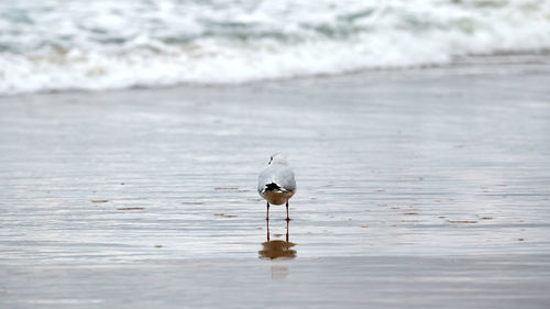 Seagull walking along seashore. black-headed gull, chroicocephalus ridibundus, standing on beach